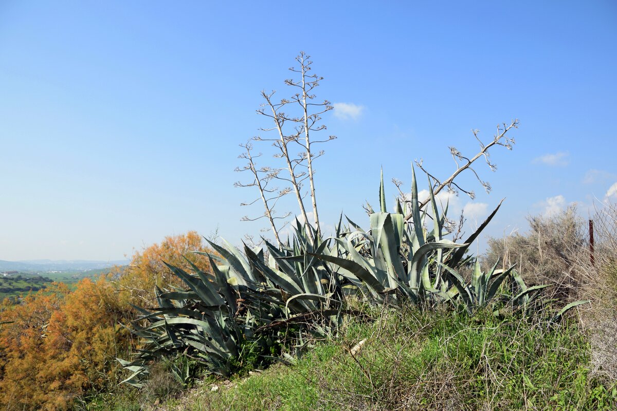 Кипр. Агава американская - Oleg4618 Шутченко Кипр. Агава американская - Oleg4618 Шутченко