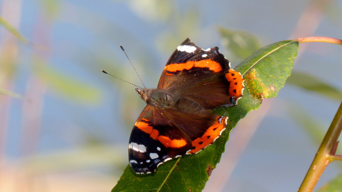 опять про бабочек 14 - Александр Прокудин