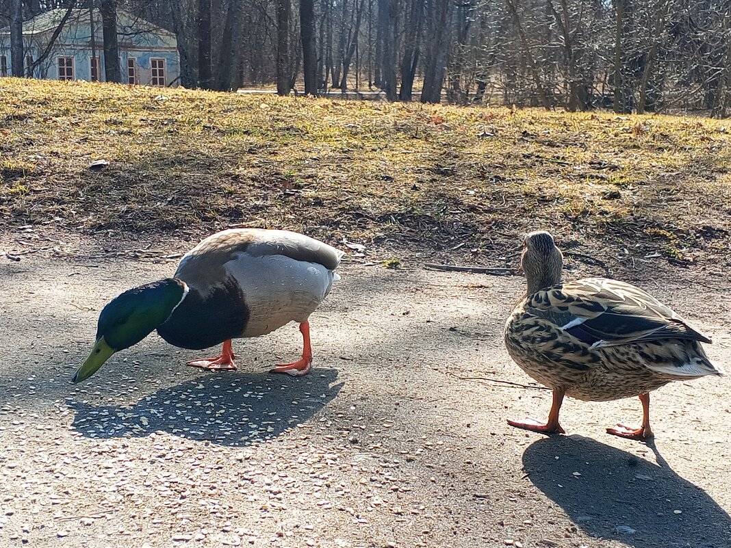 Утки - Сапсан 