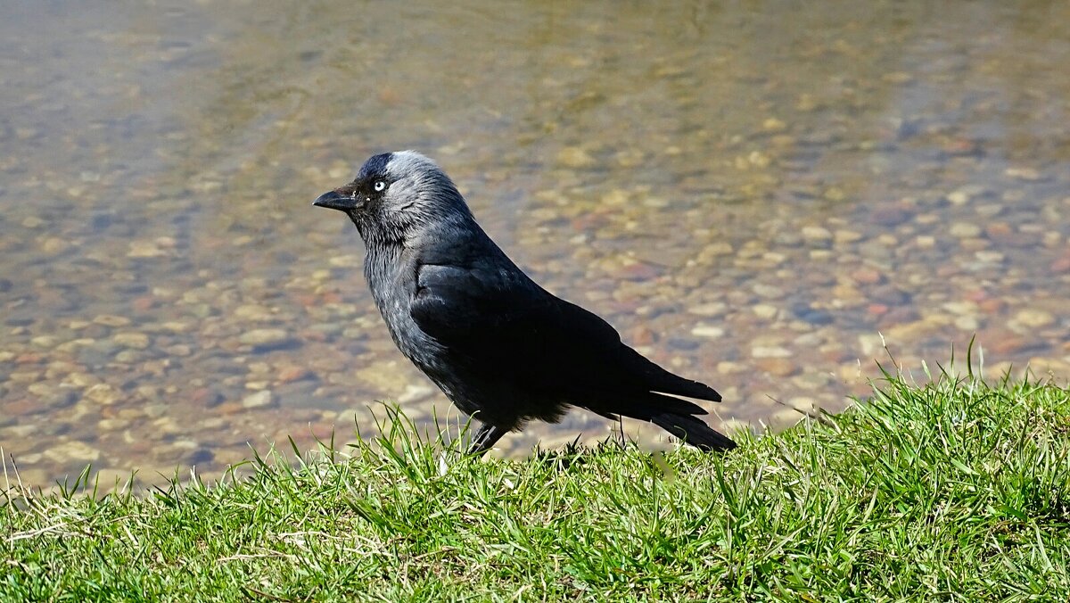 Галка на берегу водоёма. - Милешкин Владимир Алексеевич Галка на берегу водоёма. - Милешкин Владимир Алексеевич