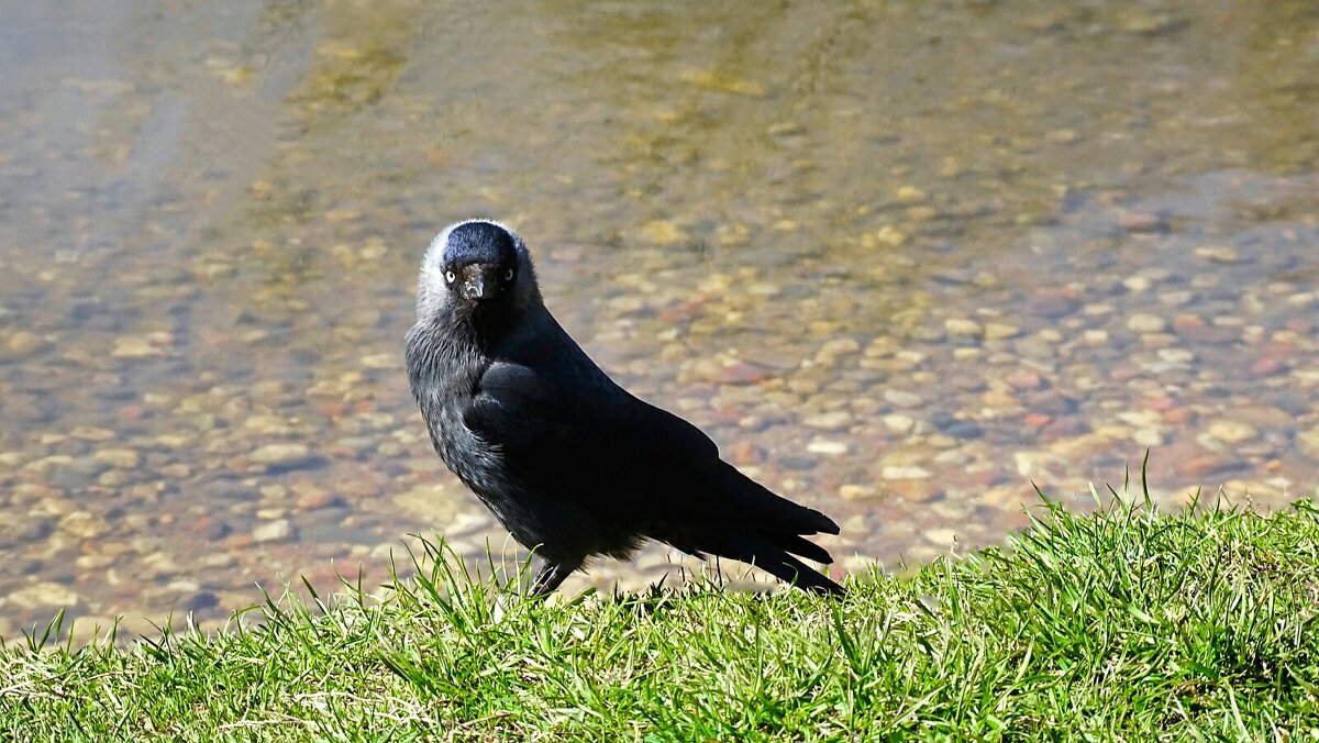 Острый взгляд галки. - Милешкин Владимир Алексеевич 