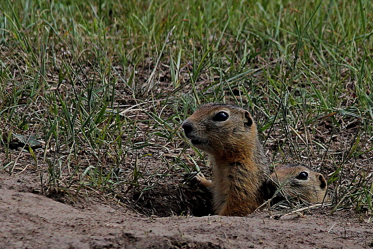 Зоркий взгляд - Александр Велигура Зоркий взгляд - Александр Велигура