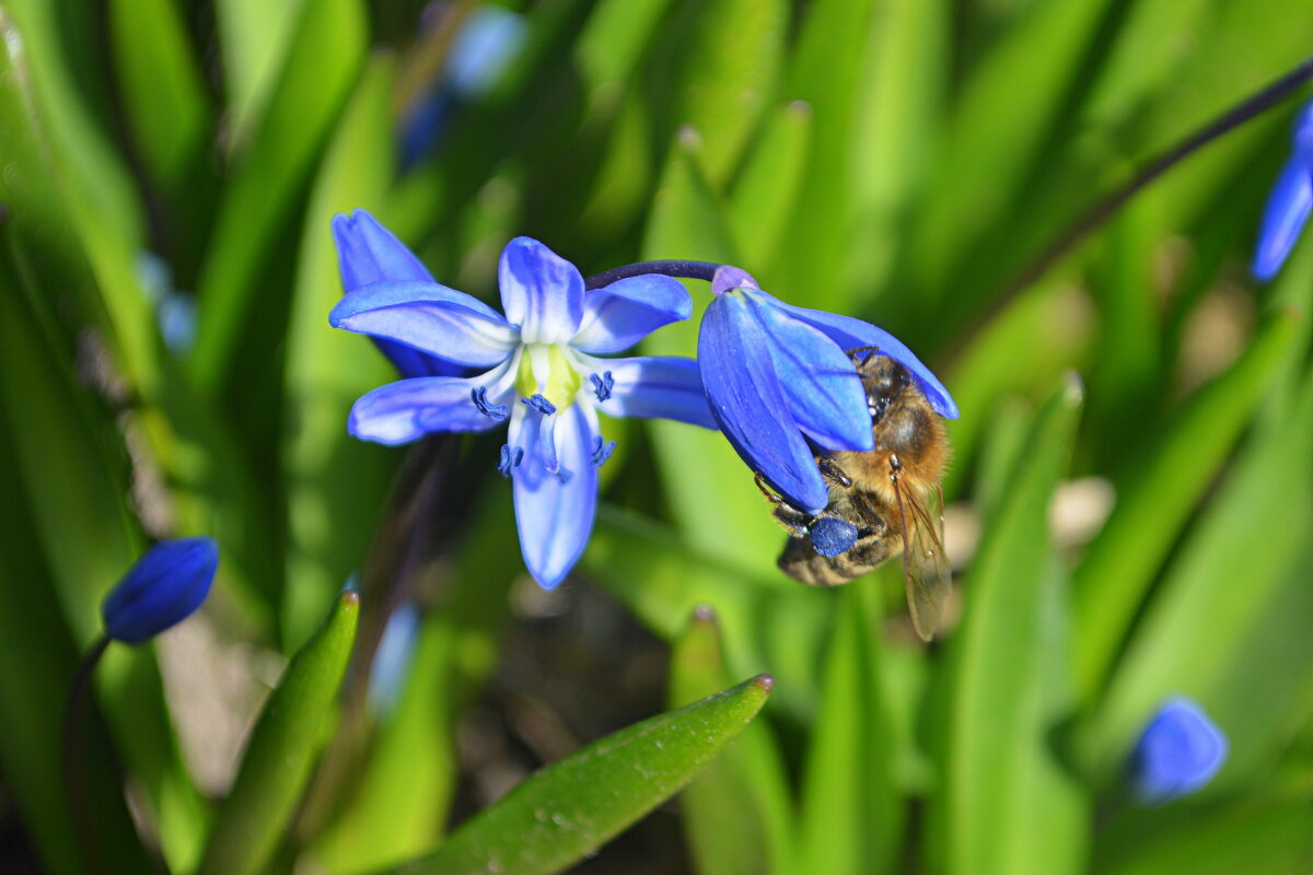 Пчёлка с синей пыльцой - Татьяна Лютаева