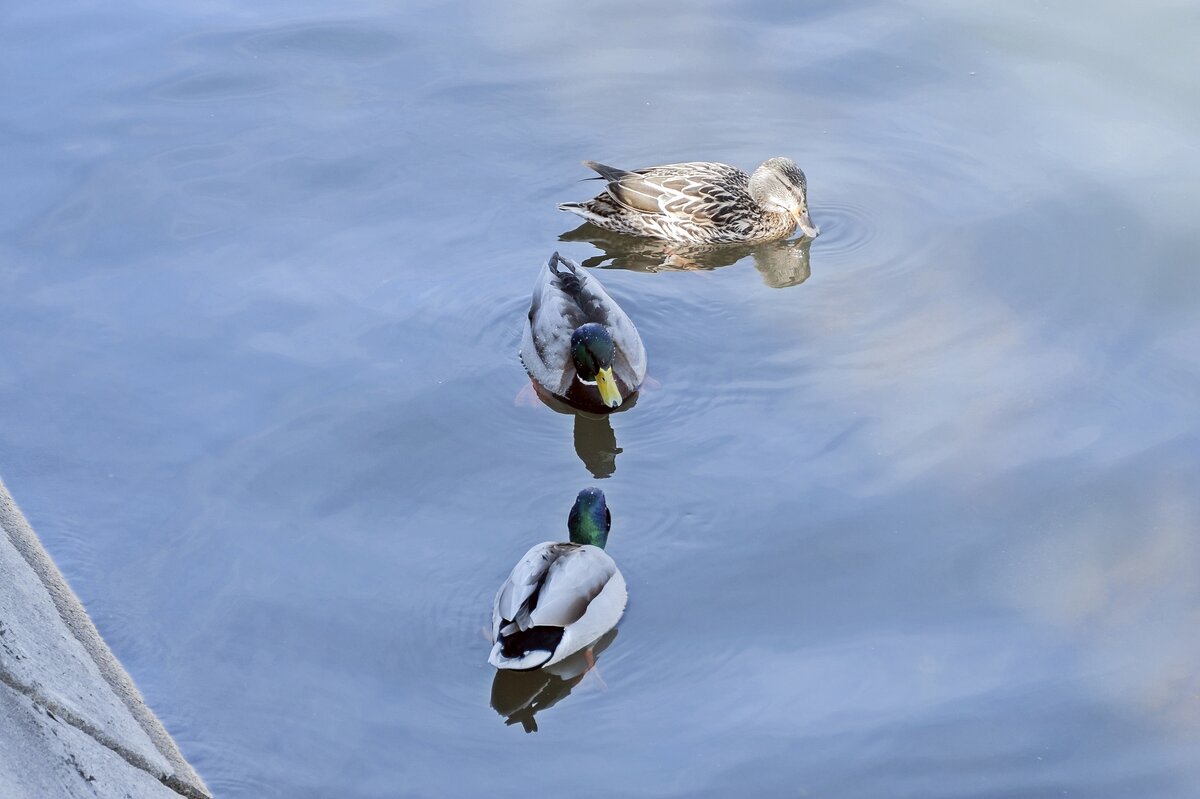 Соперники - Валерий Иванович Соперники - Валерий Иванович