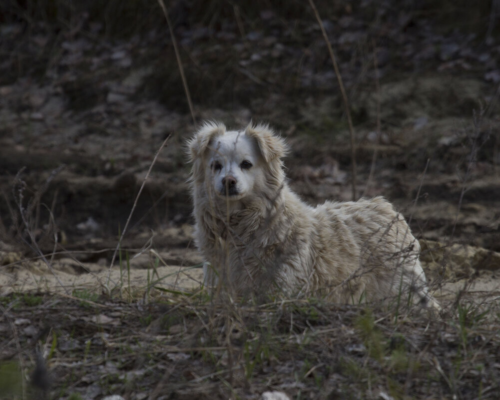 Лохматик - Олег Денисов Лохматик - Олег Денисов