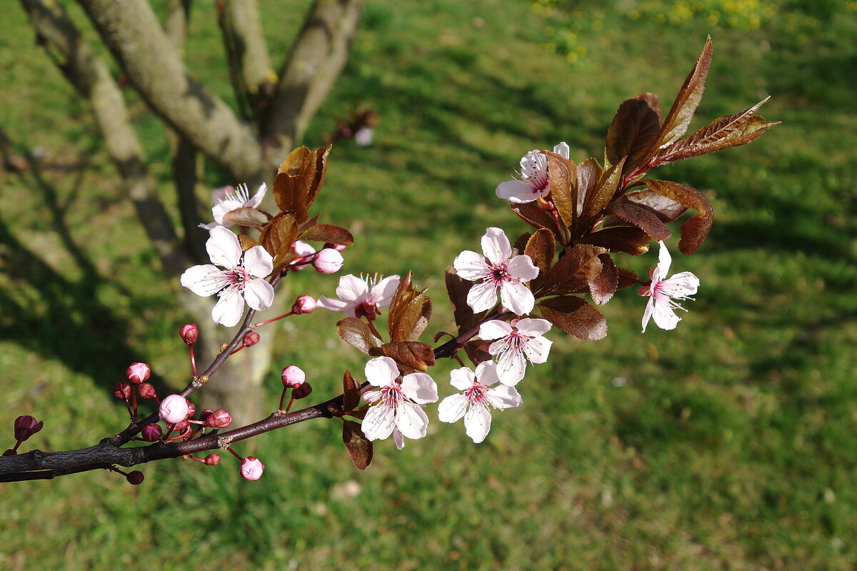 Апрельское цветение - Рита Симонова