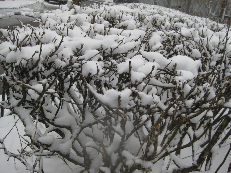 Снег в апреле. Год 2025 - Дмитрий Никитин