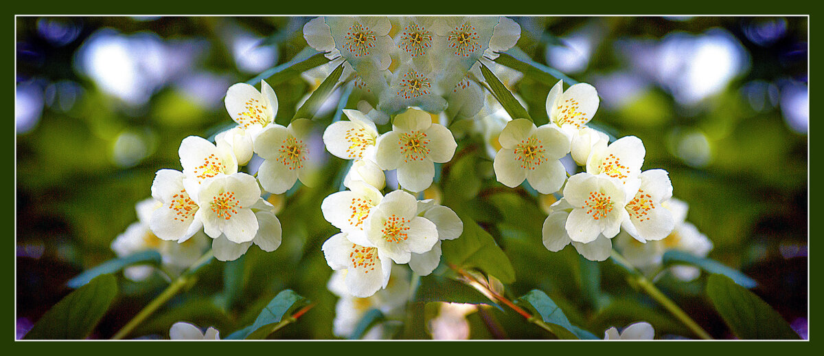 Цветение - Владимир Кроливец Цветение - Владимир Кроливец