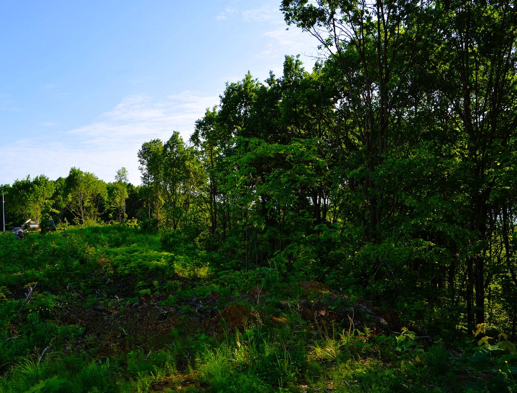 Чебоксары. Лес восточной окраины микрорайона "Новый Город". - Пётр Чернега Чебоксары. Лес восточной окраины микрорайона "Новый Город". - Пётр Чернега