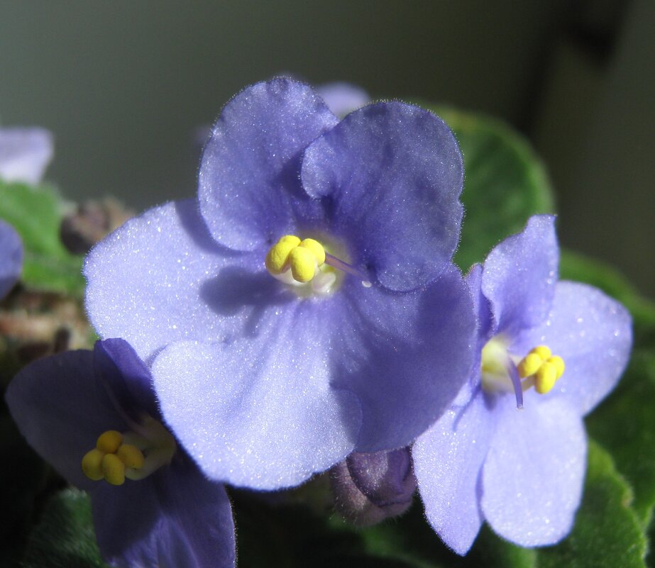 Фиалка - Елена Семигина