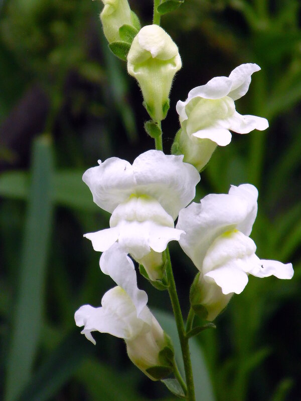 Львиный зев. - nadyasilyuk Вознюк