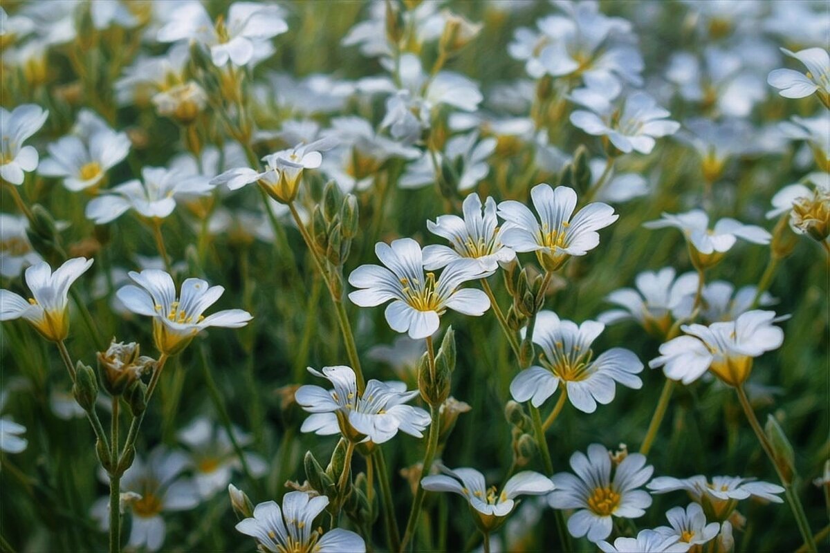 Ясколка - Оксана Н.