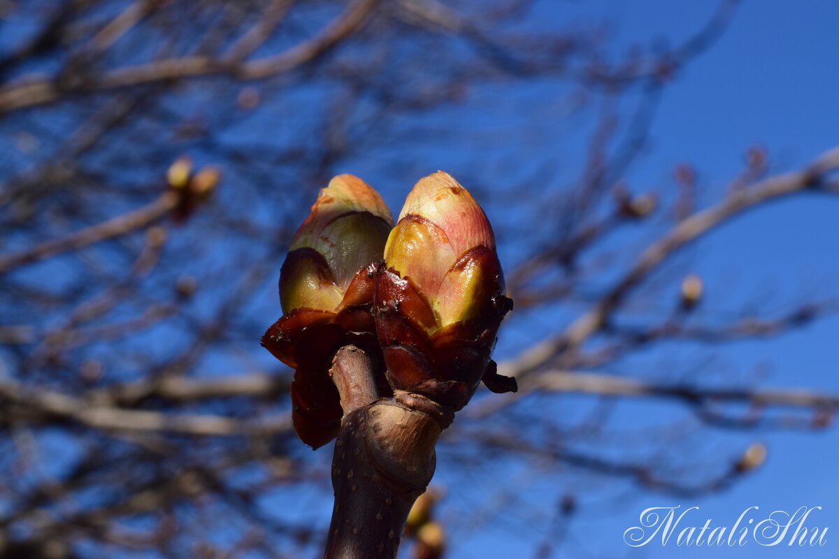 Серия. Карамельные почки. 2 - Наталья Вязигина