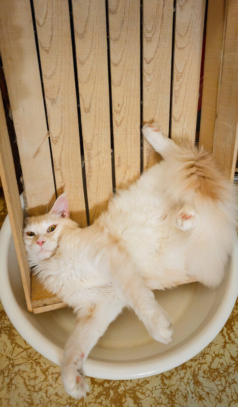 Эльза. - Борис Калитенко