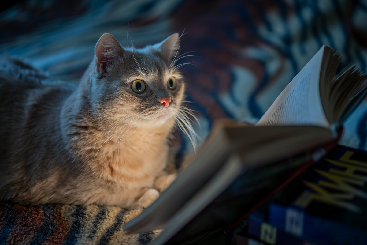 Мартин по ночам тайно читает С.Кинга.... - Referee (Дмитрий) Мартин по ночам тайно читает С.Кинга.... - Referee (Дмитрий)