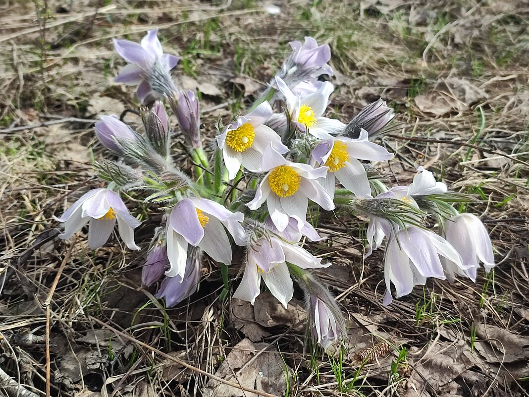 Сон - трава - Валентина Богатко 