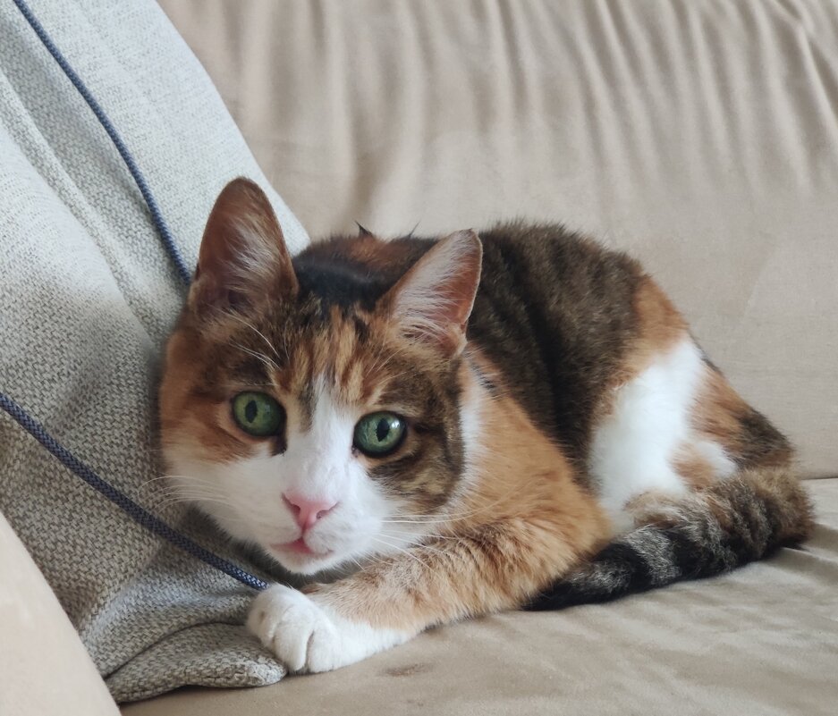 Кети моя красавица - Светлана Хращевская Кети моя красавица - Светлана Хращевская