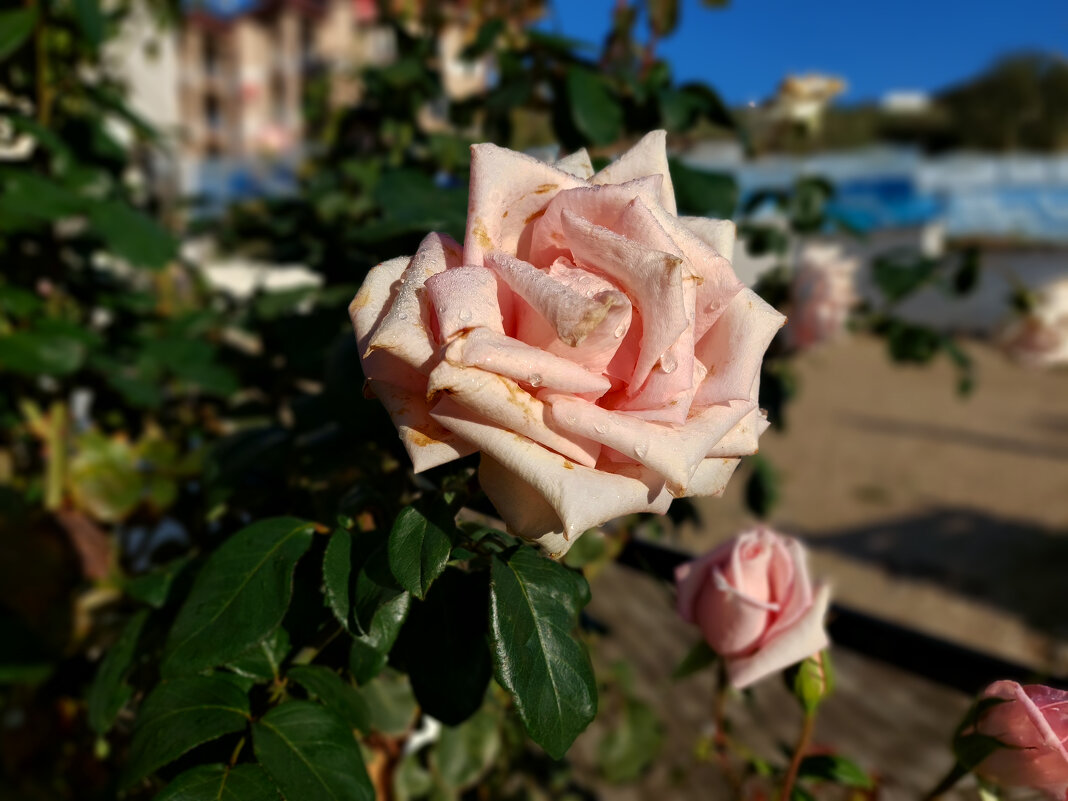 октябрьские розы - ИРЭН@ . октябрьские розы - ИРЭН@ .