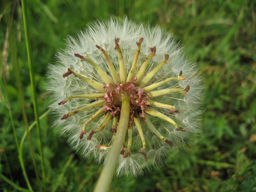 Одуванчик - Anna Ivanova