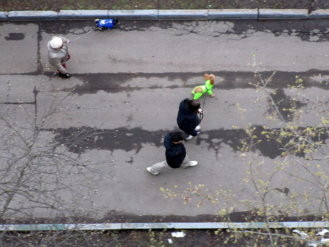 Городская жизнь. - Ольга Довженко Городская жизнь. - Ольга Довженко