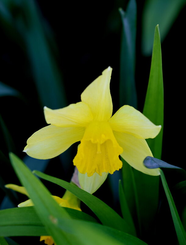 Нарцисс на солнце. - Александр Кондаков