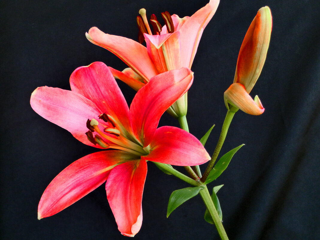 ЛИЛИИ АПРЕЛЬСКИЕ - Елена Куприянова 