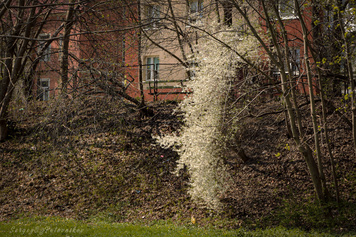 Цветопад - Sergey 