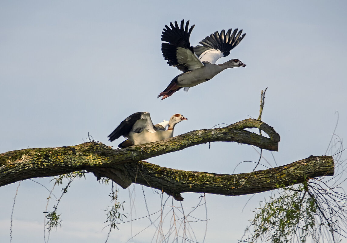 Нильские гуси - Андроник Александр 