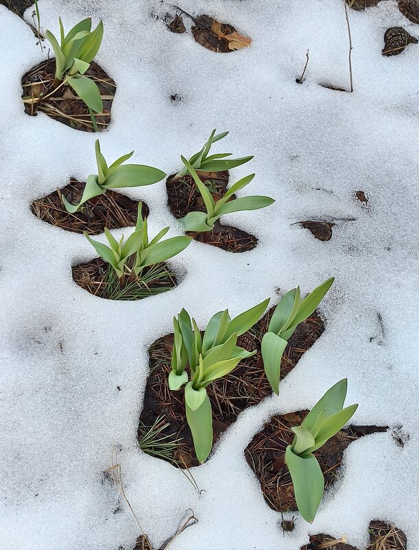 Непредсказуемый апрель... - veilins veilins