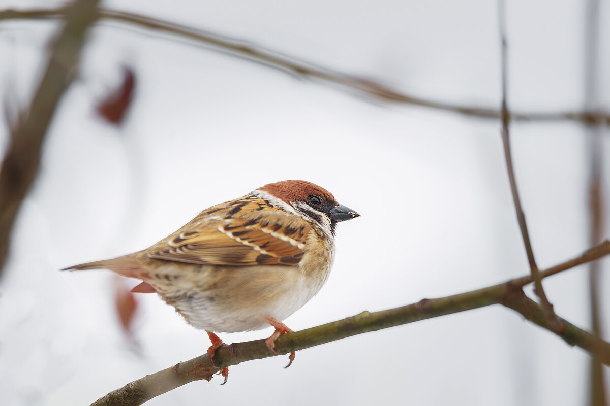 Воробей - Alex Bush Воробей - Alex Bush