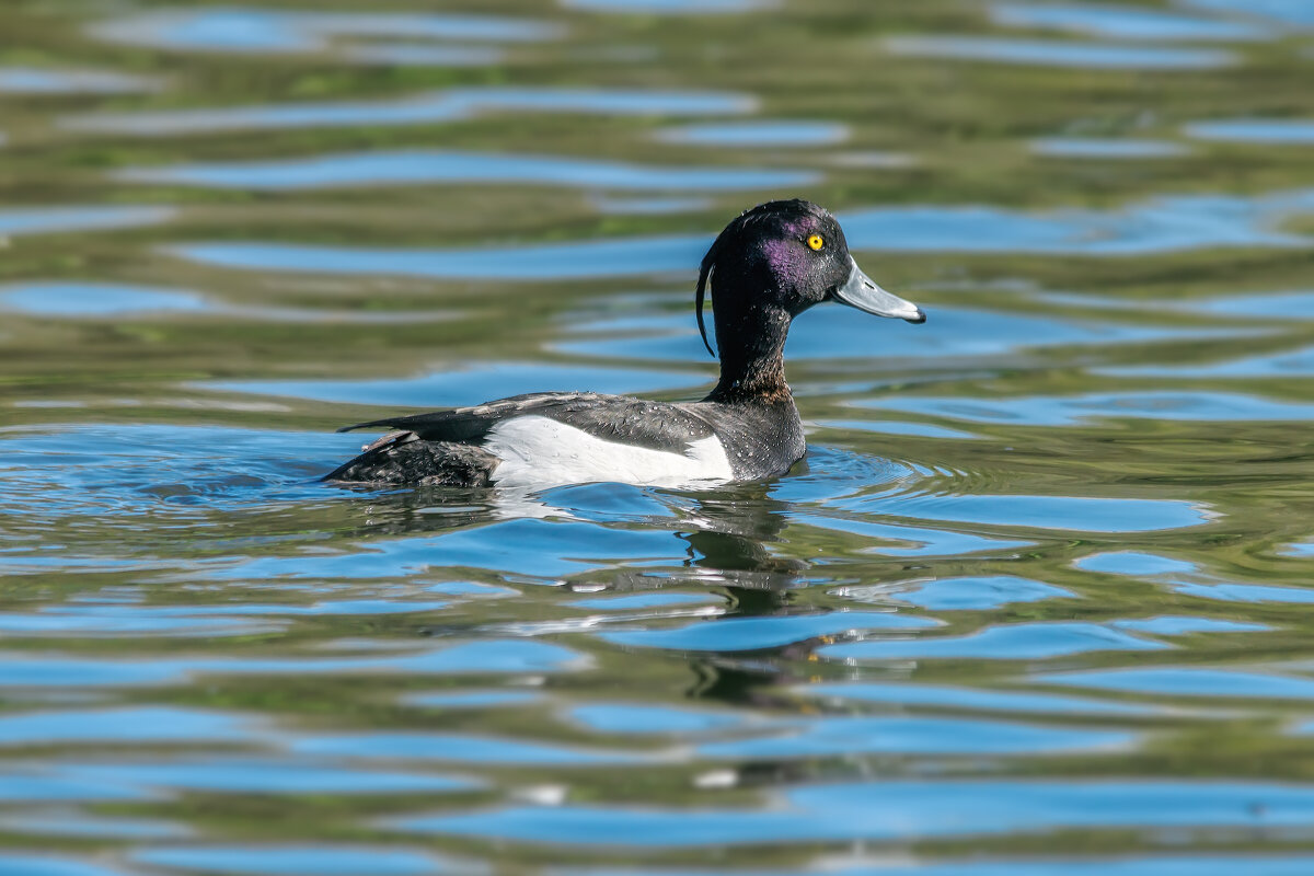 Про уток - Владимир Колесников