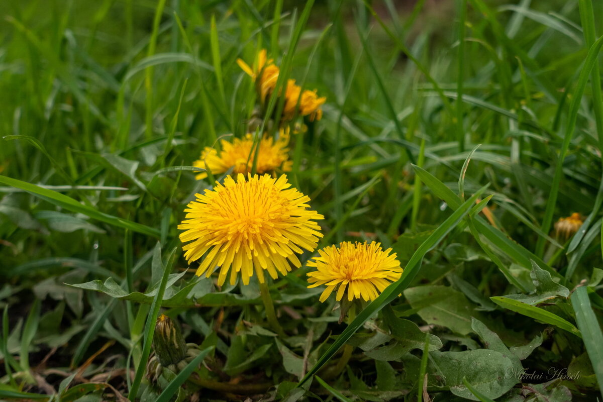Апрельский одуванчик... - Николай Гирш Апрельский одуванчик... - Николай Гирш