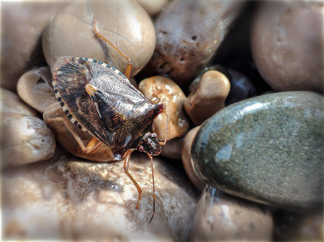 Клоп - AZ east3 Клоп - AZ east3