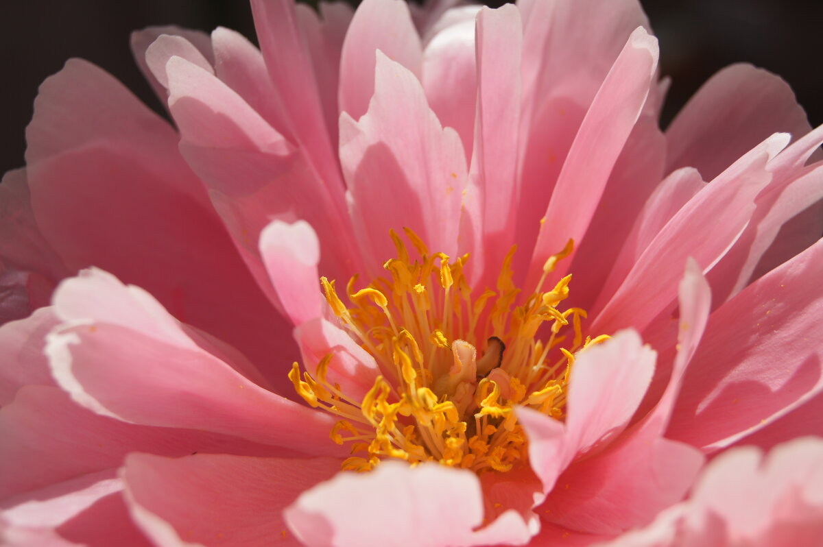 Нежный - Pippa 