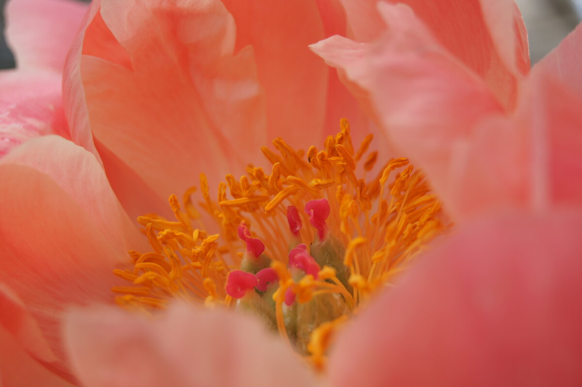 Персиковый - Pippa Персиковый - Pippa