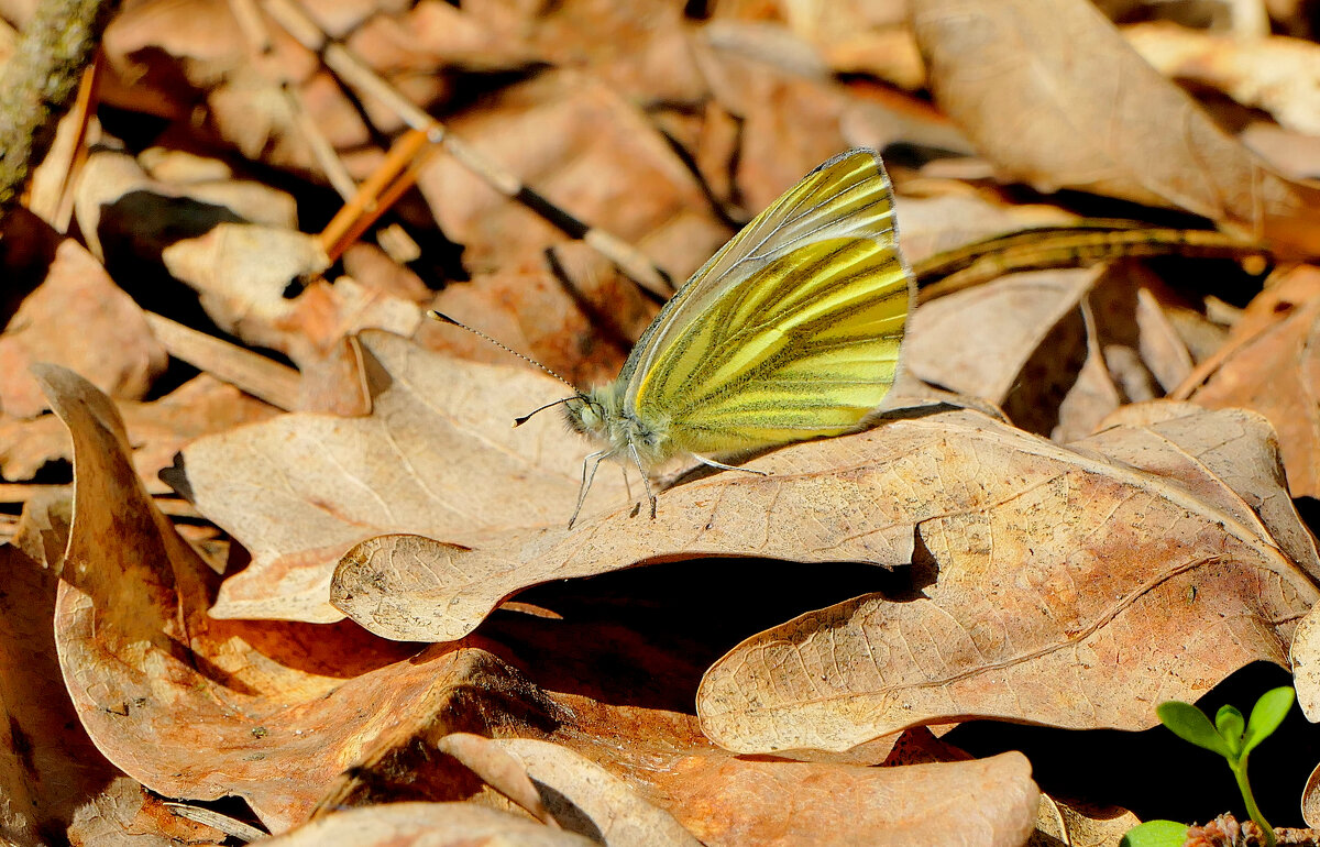 Бабочки середины апреля 2025 1 - Александр Прокудин Бабочки середины апреля 2025 1 - Александр Прокудин