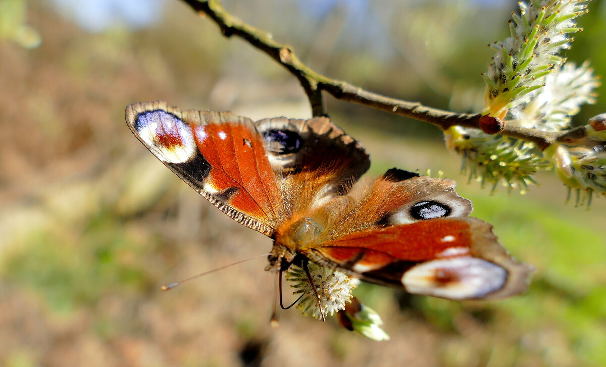Бабочки середины апреля 2025 2 - Александр Прокудин Бабочки середины апреля 2025 2 - Александр Прокудин