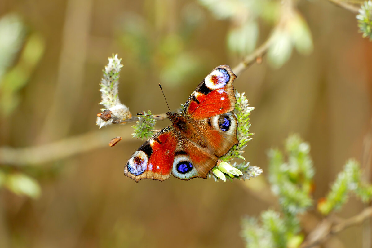 Бабочки середины апреля 2025 4 - Александр Прокудин Бабочки середины апреля 2025 4 - Александр Прокудин