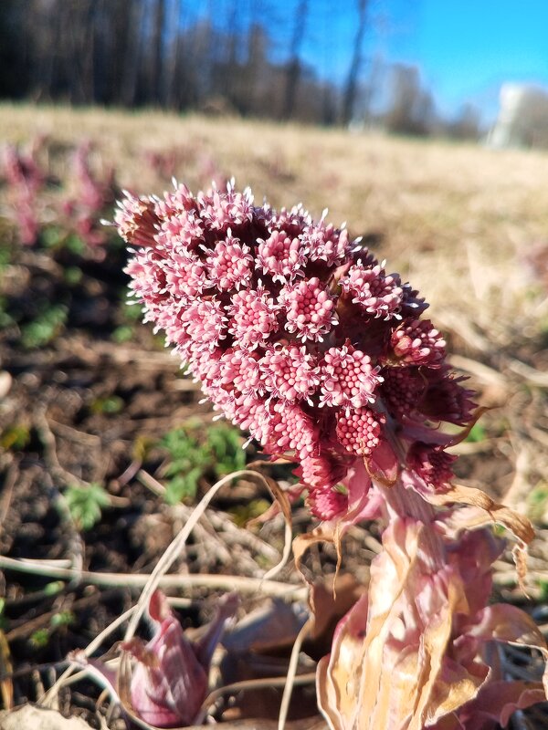 Белокопытник - Сапсан 