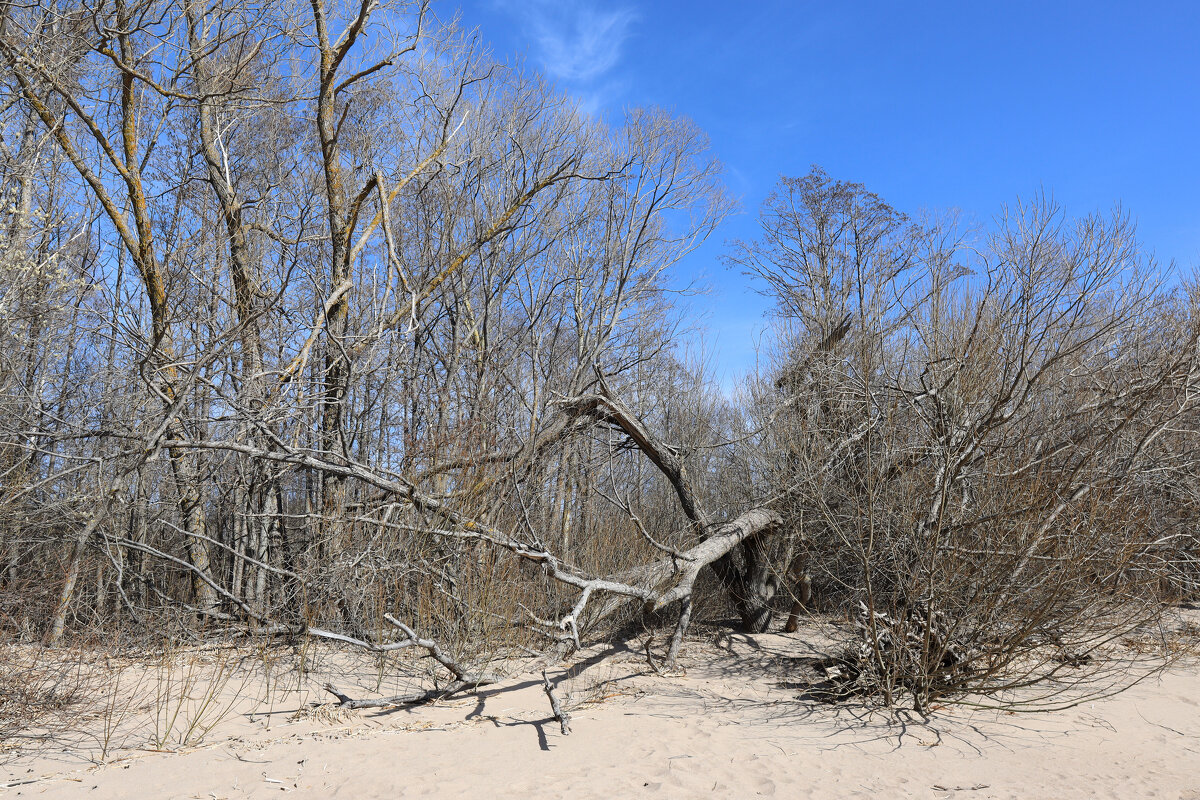 Западный Котлин - skijumper Иванов