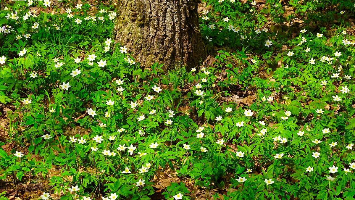Ветреницы - Милешкин Владимир Алексеевич Ветреницы - Милешкин Владимир Алексеевич