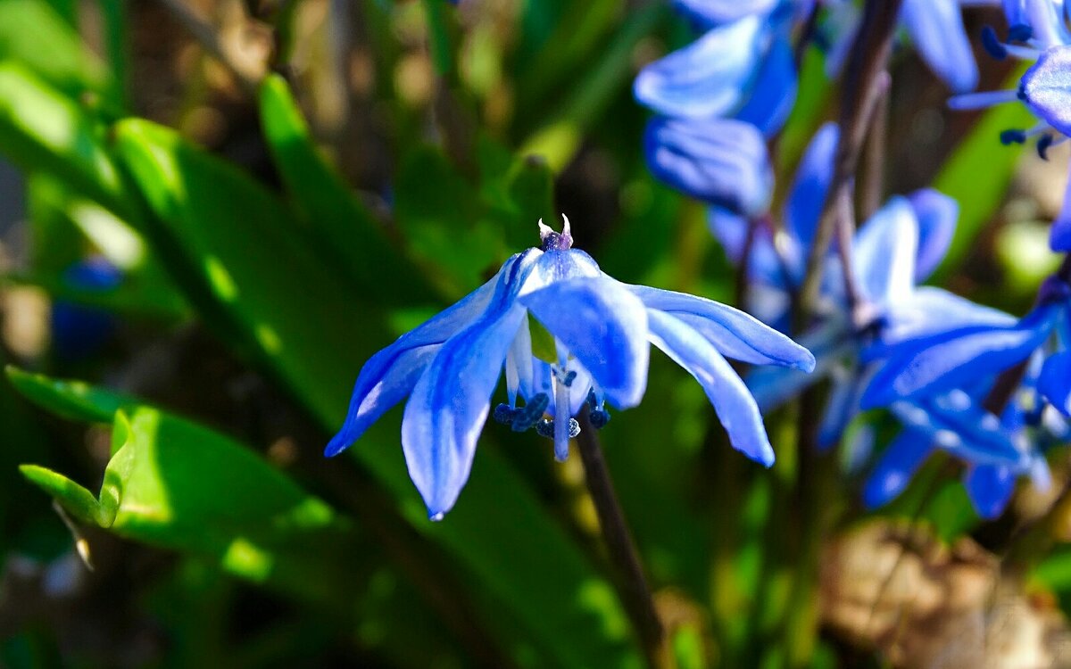 Пролески на городской клумбе. - Милешкин Владимир Алексеевич 