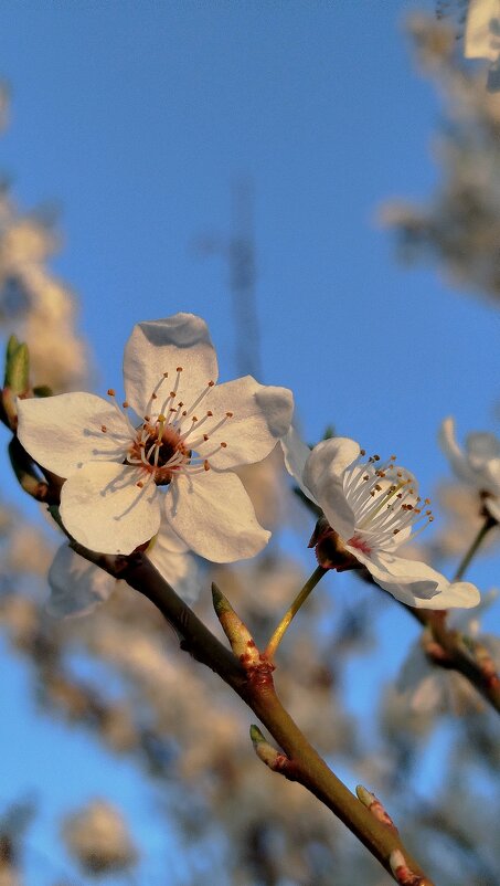 Весна - Татьяна Евдокимова