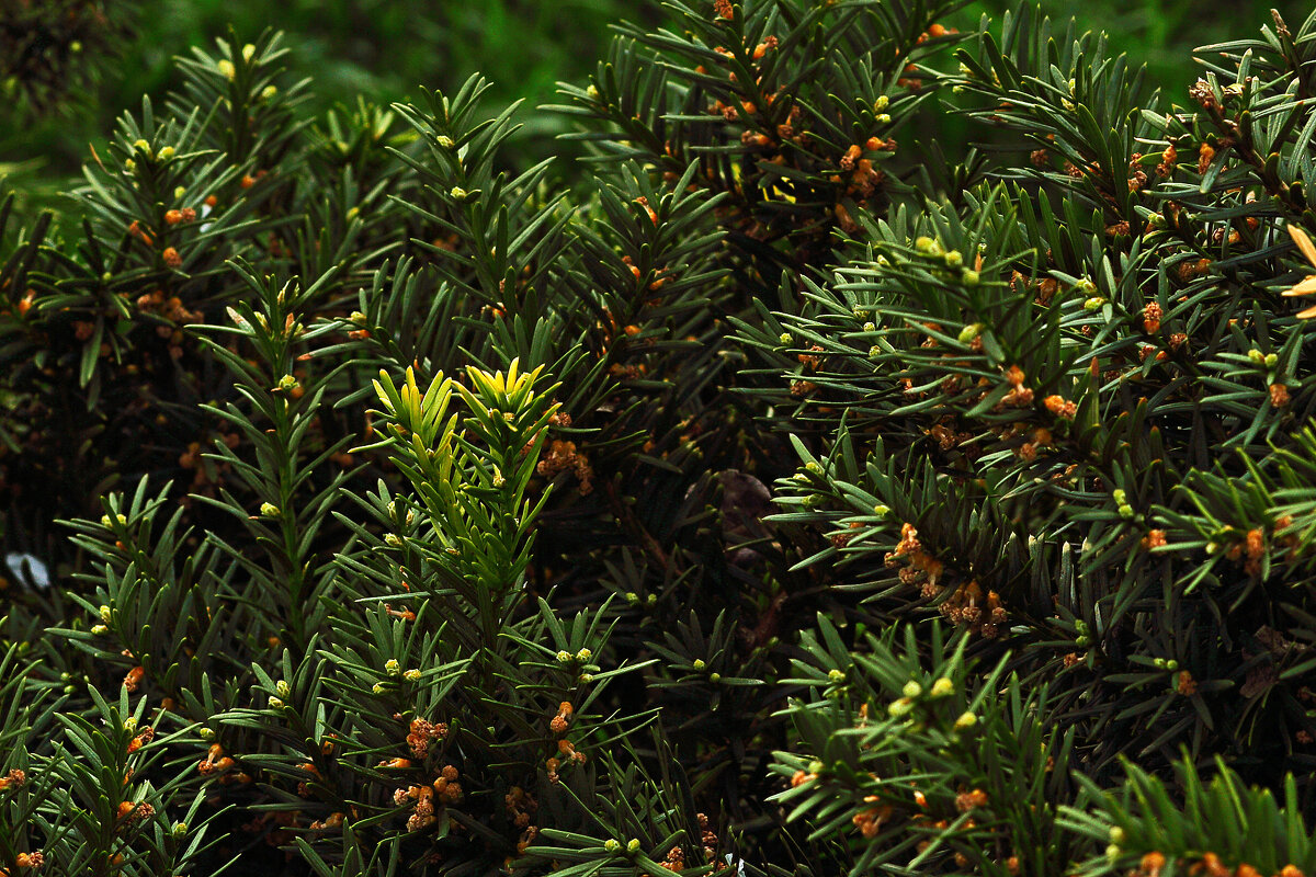 Весна! - Юрий Гайворонскiий