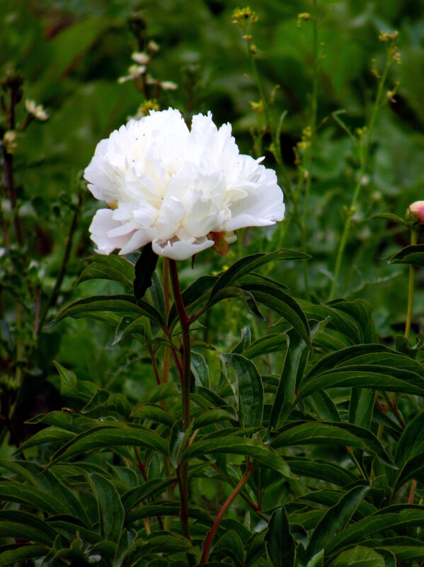 Белоснежный пион. - nadyasilyuk Вознюк