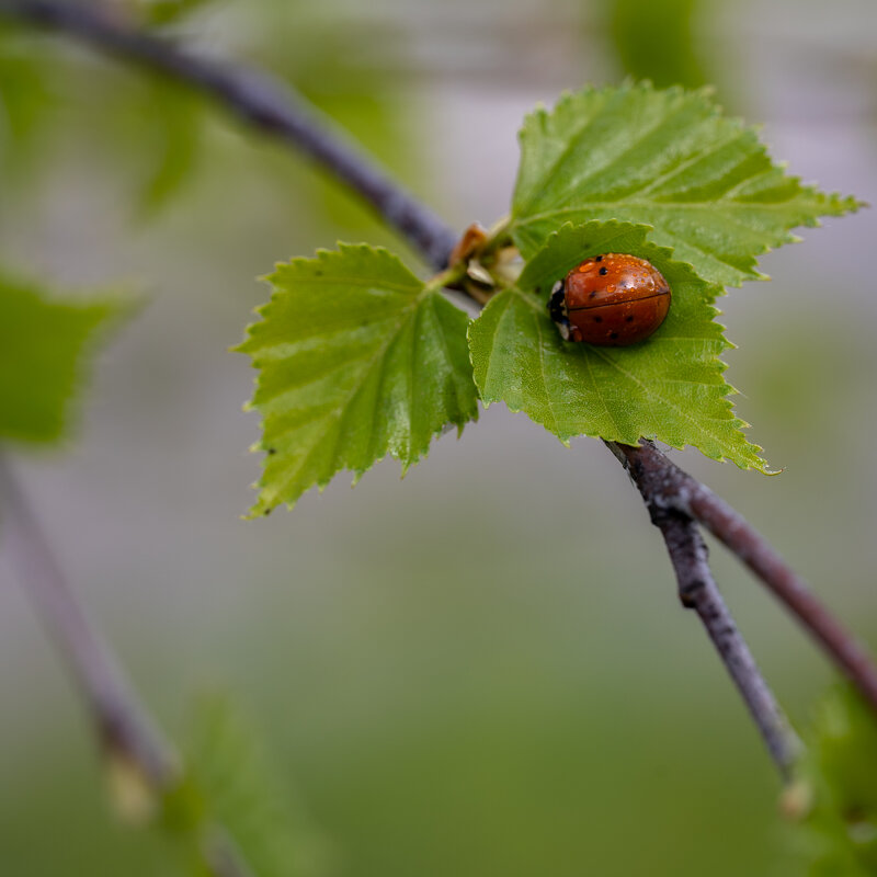 Божья коровка на берёзоньке.... - Referee (Дмитрий) Божья коровка на берёзоньке.... - Referee (Дмитрий)