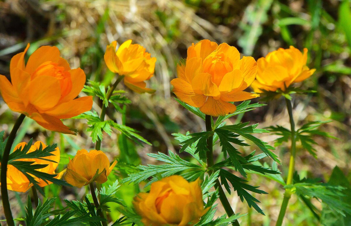 От души и для души. - юрий Амосов От души и для души. - юрий Амосов