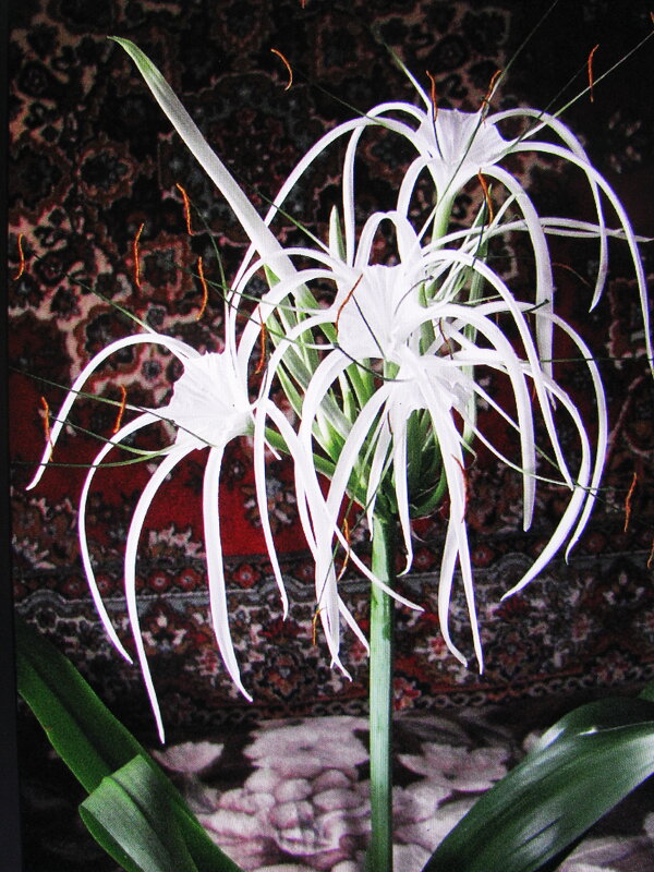 Фейерверк - Людмила Смородинская Фейерверк - Людмила Смородинская