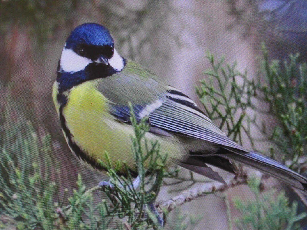 Синичка на туе - Людмила Смородинская Синичка на туе - Людмила Смородинская