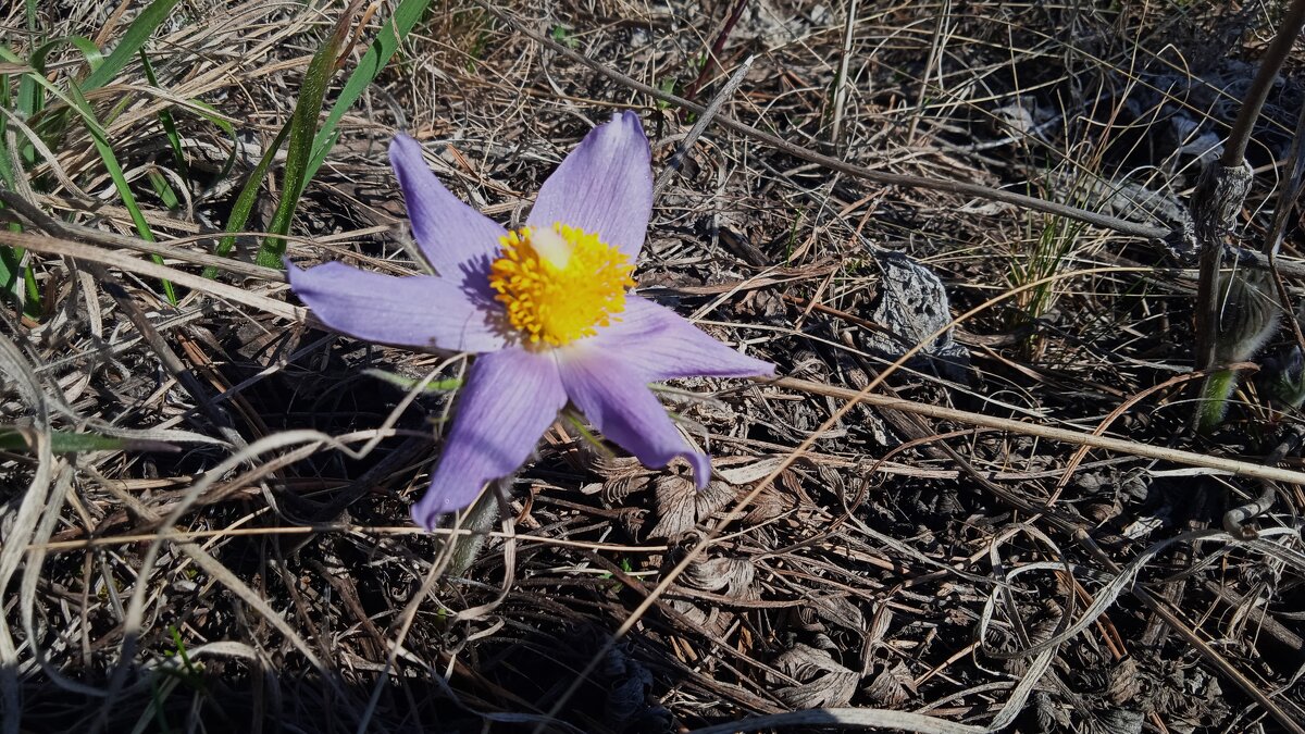 цветы, как звёзды - Елена Шаламова